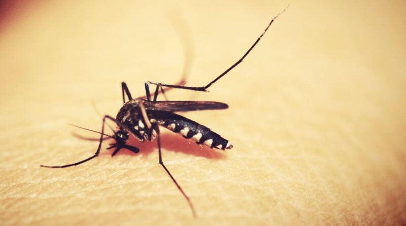 Wirksamer Schutz gegen Mücken