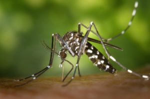 Wirksamer Schutz gegen Mücken im Urlaub